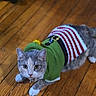Kali is registered to the contest to win money with this photo: cat, pet, animal, feline, gray_cat, white_paws, green_sweater, striped_scarf, holiday, festive, plush_toy, hardwood_floor, indoor, lying_down, looking_at_camera, whiskers, ears, blue_eyes, cozy, portrait