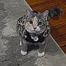 Kali joined the competition — help win amazing prizes! cat, kitten, tabby, gray_fur, white_paws, green_eyes, pet, collar, tag, sitting, front_facing, looking_at_camera, whiskers, pointed_ears, tail, rug, hardwood_floor, indoors, home, portrait