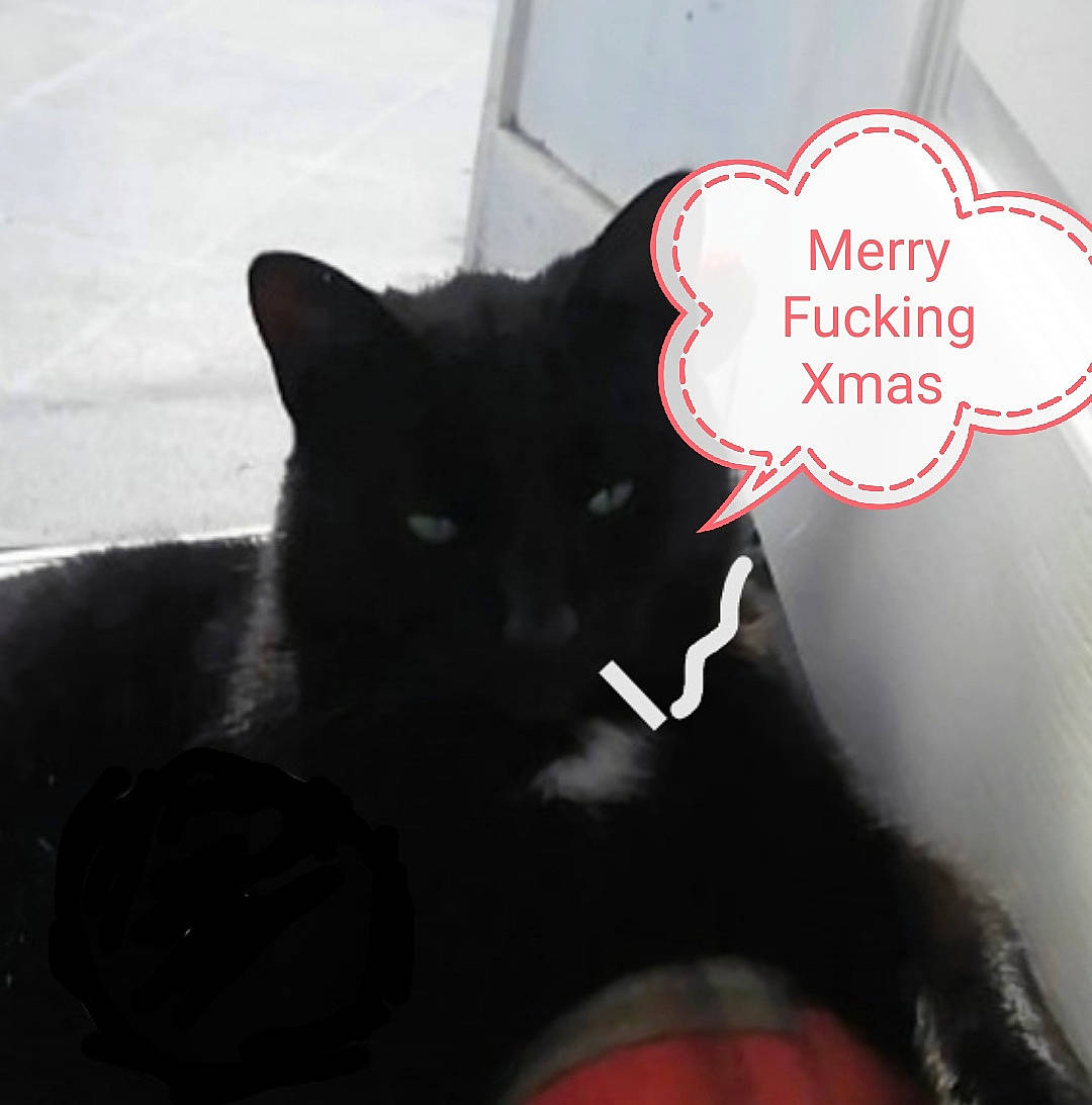 Jango joined the competition — help win amazing prizes! carmine, carnivore, cat, felidae, font, fur, logo, love, small_to_medium_sized_cats, snout, tail, terrestrial_animal, whiskers