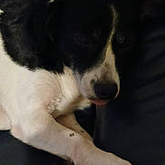 Doggy participe au concours pour gagner de l'argent avec cette photo : dog, black_and_white, sleeping, resting, paw, tongue, fur, animal, pet, close_up, indoor, dark, cozy, canine, mammal, relaxed, quiet, companion, cute, laying_down