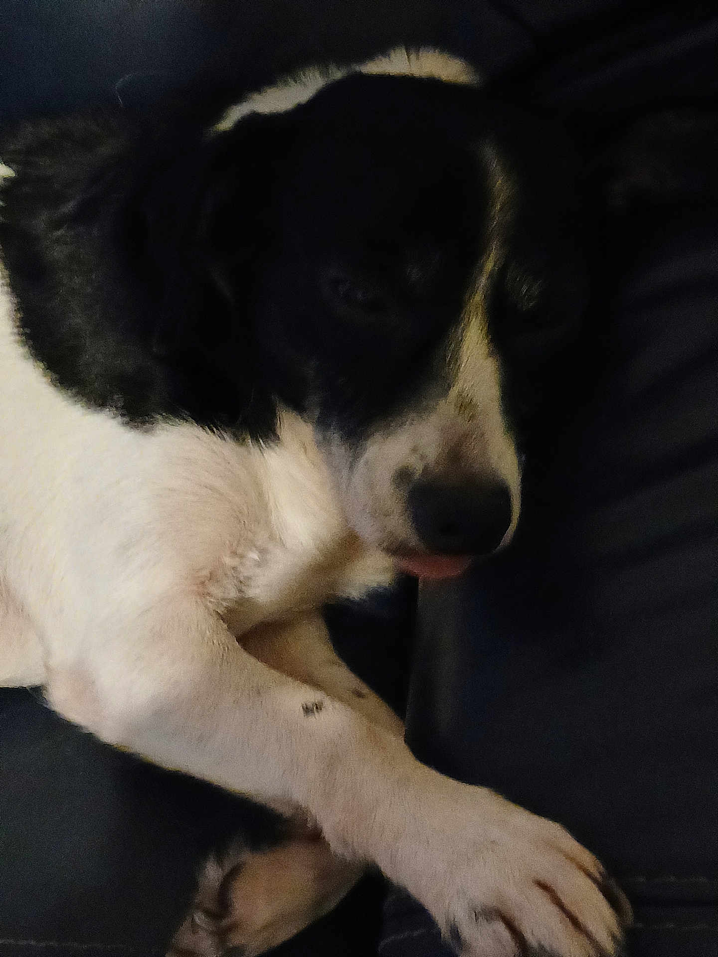Doggy participe au concours pour gagner de l'argent avec cette photo : dog, black_and_white, sleeping, resting, paw, tongue, fur, animal, pet, close_up, indoor, dark, cozy, canine, mammal, relaxed, quiet, companion, cute, laying_down