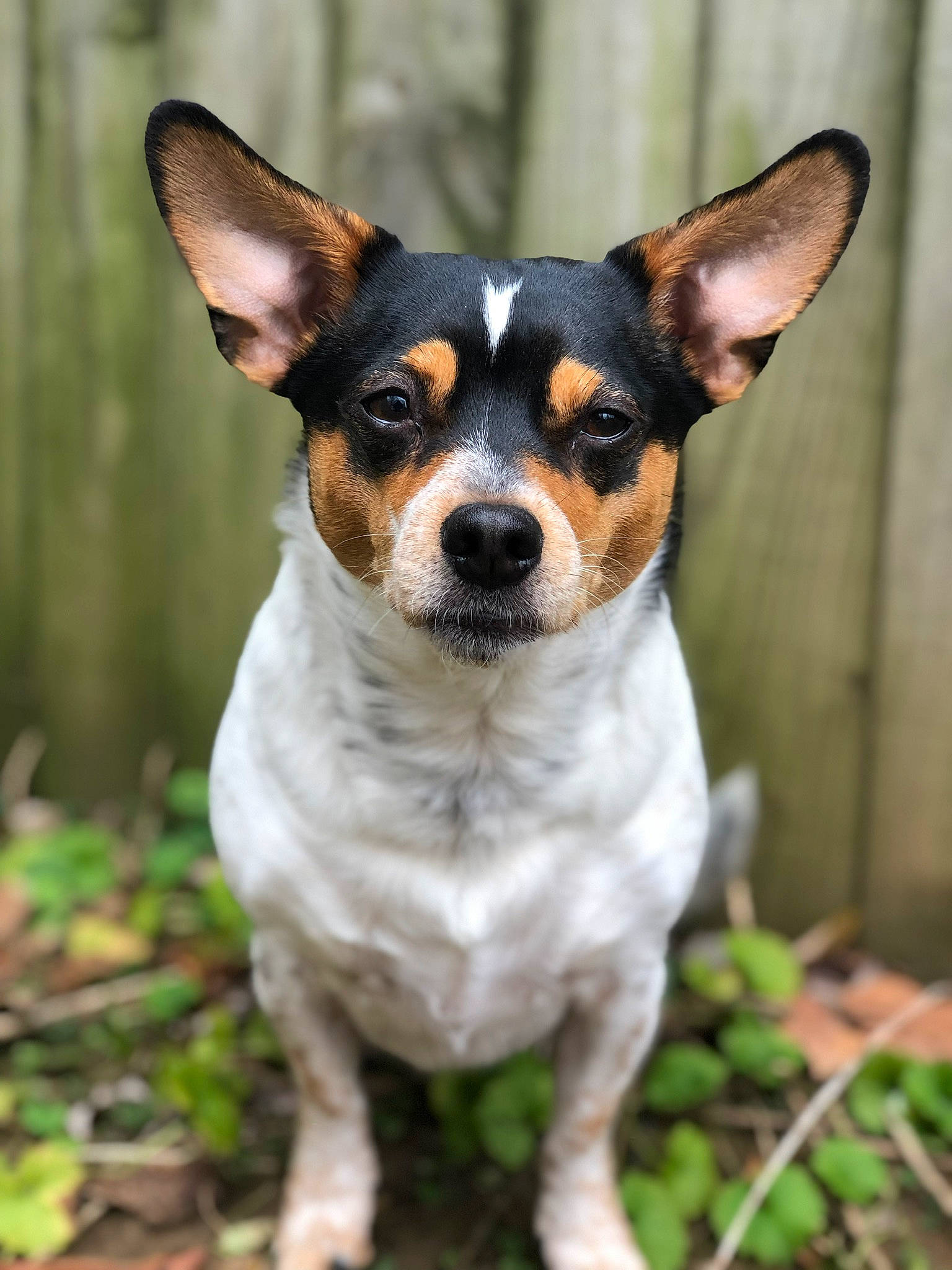Peewee joined the competition — help win amazing prizes! carnivore, companion_dog, dog, dog_breed, fawn, grass, head, plant, snout, terrestrial_animal, terrestrial_plant, toy_dog, whiskers, working_animal