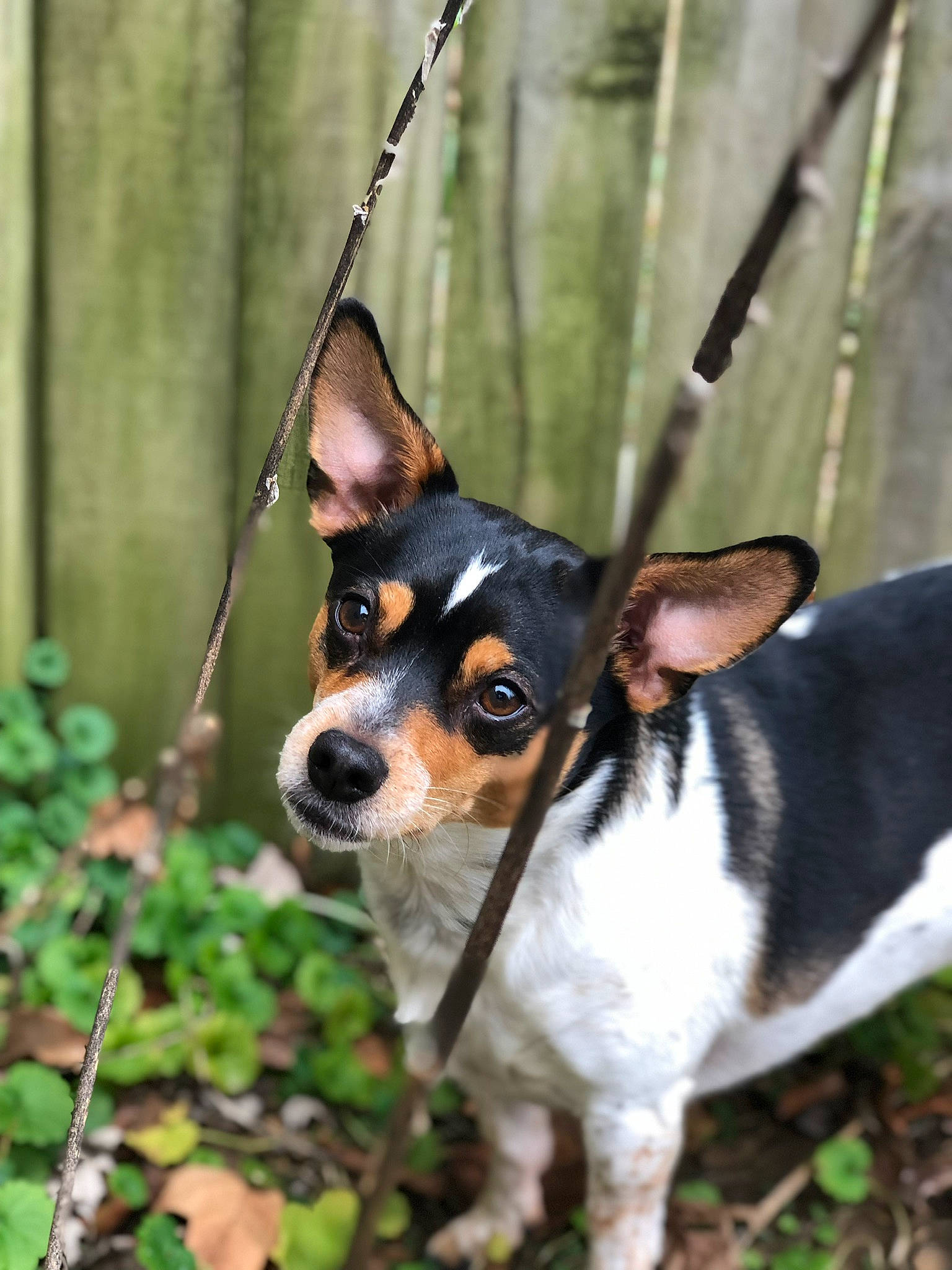 Peewee is registered to the contest to win money with this photo: canidae, carnivore, companion_dog, dog, dog_breed, fawn, grass, plant, snout, terrestrial_animal, terrestrial_plant, toy_dog, whiskers, working_animal