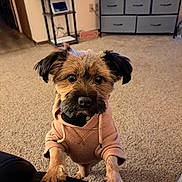 Charlie is registered to the contest to win money with this photo: black_ears, brown_fur, carpet, clothing, companion, cozy, curious, cute, dog, domestic_animal, front_paws, furniture, hoodie, indoor, living_room, looking_up, mischievous, pet, puppy, small_dog