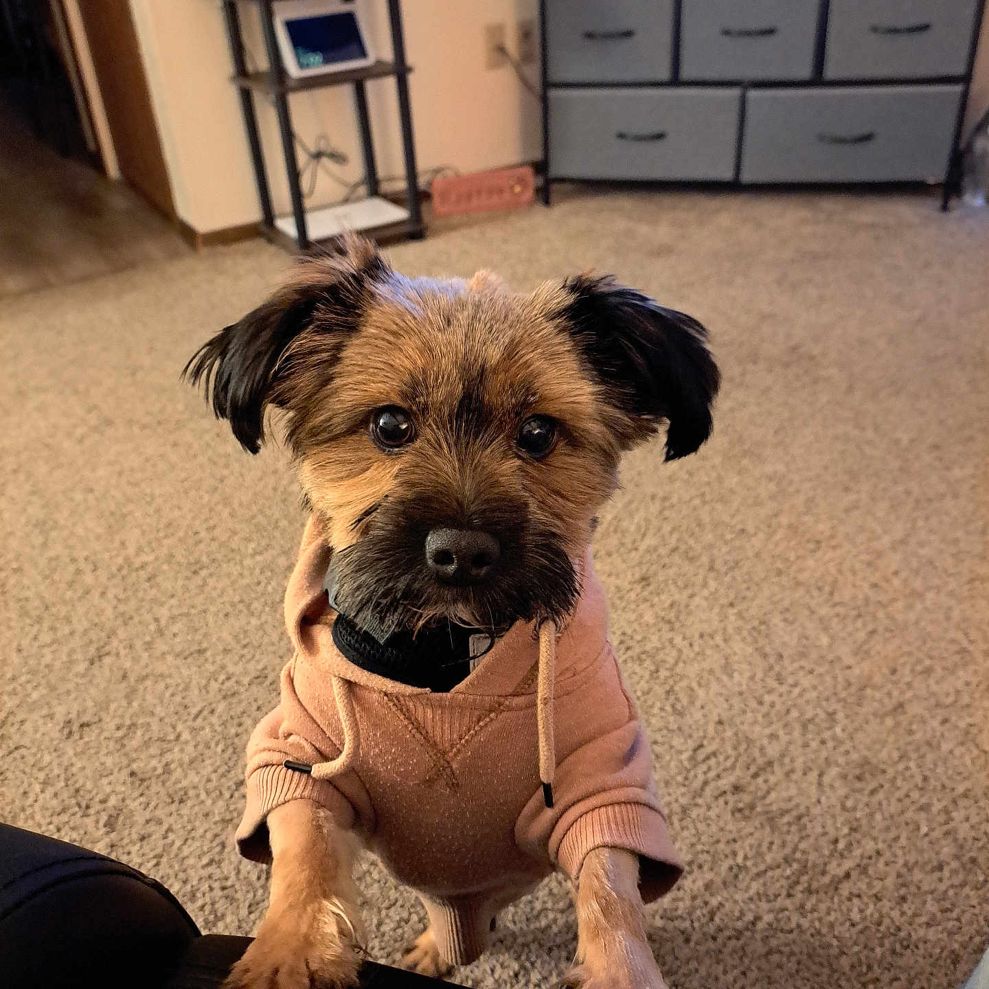 Charlie is registered to the contest to win money with this photo: black_ears, brown_fur, carpet, clothing, companion, cozy, curious, cute, dog, domestic_animal, front_paws, furniture, hoodie, indoor, living_room, looking_up, mischievous, pet, puppy, small_dog