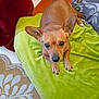 animal, blanket, brown_dog, canine, carpet, couch, curious, dog, domestic_animal, ears, floor_tiles, furniture, indoor, living_room, looking_up, paw, pet, resting, small_dog, snout