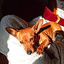Suzy participe au concours pour gagner de l'argent avec cette photo : blanket, brown_dog, chair, comfortable, cozy, cushion, dog, ear, fur, home, indoor, napping, nose, paw, pet, relaxed, resting, small_dog, sunlight, tail