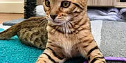 Peewee a rejoint le concours — aidez-le/la à gagner de superbes lots ! arabian_mau, asian, australian_mist, bengal, california_spangled, carnivore, cat, domestic_short_haired_cat, dragon_li, european_shorthair, felidae, kitten, mammal, ocicat, savannah, small_to_medium_sized_cats, tabby_cat, toyger, vertebrate, whiskers