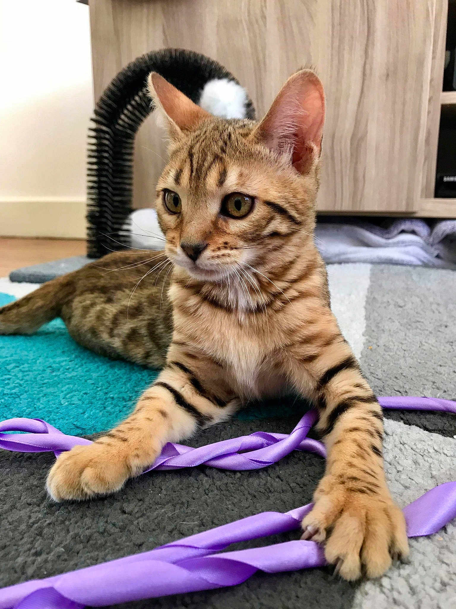 Peewee a rejoint le concours — aidez-le/la à gagner de superbes lots ! arabian_mau, asian, australian_mist, bengal, california_spangled, carnivore, cat, domestic_short_haired_cat, dragon_li, european_shorthair, felidae, kitten, mammal, ocicat, savannah, small_to_medium_sized_cats, tabby_cat, toyger, vertebrate, whiskers