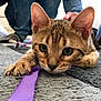 Peewee participe au concours pour gagner de l'argent avec cette photo : aegean_cat, arabian_mau, asian, bengal, california_spangled, carnivore, cat, domestic_short_haired_cat, dragon_li, european_shorthair, eye, felidae, kitten, mammal, small_to_medium_sized_cats, snapshot, tabby_cat, toyger, vertebrate, whiskers