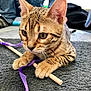Peewee a rejoint le concours — aidez-le/la à gagner de superbes lots ! arabian_mau, asian, bengal, california_spangled, carnivore, cat, chausie, domestic_short_haired_cat, dragon_li, egyptian_mau, european_shorthair, felidae, kitten, mammal, ocicat, savannah, small_to_medium_sized_cats, tabby_cat, toyger, whiskers