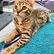 Peewee participe au concours pour gagner de l'argent avec cette photo : arabian_mau, asian, australian_mist, bengal, california_spangled, carnivore, cat, domestic_short_haired_cat, dragon_li, european_shorthair, felidae, kitten, mammal, ocicat, savannah, small_to_medium_sized_cats, tabby_cat, toyger, vertebrate, whiskers
