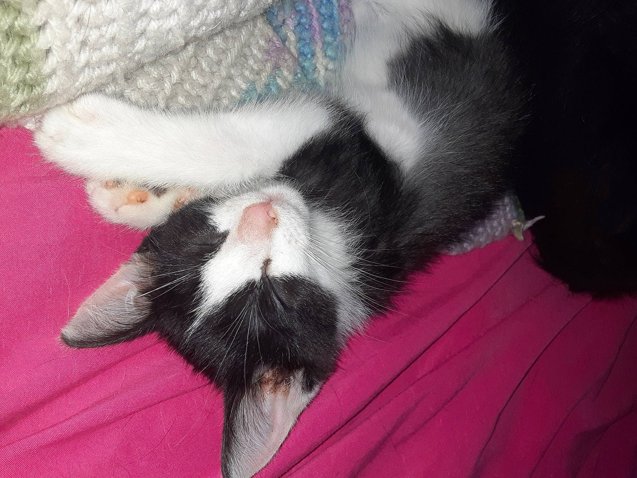 Juju is registered to the contest to win money with this photo: canidae, carmine, carnivore, cat, claw, close_up, comfort, dog_breed, domestic_short_haired_cat, felidae, foot, fur, nap, paw, sleep, small_to_medium_sized_cats, snout, sporting_group, tail, whiskers