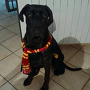 Vine participe au concours pour gagner de l'argent avec cette photo : dog, black_dog, scarf, cape, tile_floor, indoor, pet, costume, sitting, brown_eyes, large_dog, animal, domestic_animal, wearing_clothes, portrait, floor, wall, radiator, shadow, obedient