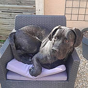 Vine a rejoint le concours — aidez-le/la à gagner de superbes lots ! animal, backyard, black_dog, canine, chair, cushion, daylight, dog, ears, furniture, garden, looking_away, outdoor, paw, pet, relaxed, resting, stone_ground, sunlight, tail