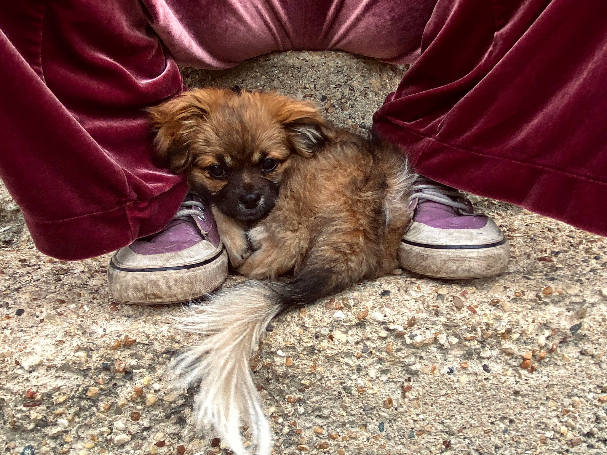 Zora joined the competition — help win amazing prizes! canidae, carnivore, companion_dog, dog, dog_breed, fawn, foot, fur, liver, snout, soil, sporting_group, terrestrial_animal, toy_dog, working_animal