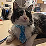 cat, tie, black_and_white, fluffy, pet, indoor, kitchen, countertop, curious, feline, domestic_cat, household, animal, whiskers, pink_nose, paw_prints, close_up, laying_down, domestic, home