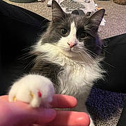 Ringo joined the competition — help win amazing prizes! cat, fluffy, white, gray, paw, hand, indoor, carpet, pet_bowl, food, furniture, close_up, cute, animal, domestic, friendly, whiskers, eyes, fur, home