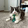 Ringo is registered to the contest to win money with this photo: cat, tie, carpet, indoor, pet, feline, gray, white, fluffy, living_room, door, curious, animal, mammal, cute, domestic, closeup, portrait, sitting, tie_pattern