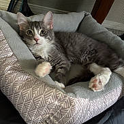 Rigby joined the competition — help win amazing prizes! animal, cat, closeup, cozy, curious, cute, domestic_cat, feline, fur, gray_cat, home, indoor, kitten, pet_bed, pink_paw_pads, relaxed, resting, soft, white_paws, young_cat