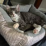 kitten, cat, pet_bed, gray_cat, white_paws, indoor, feline, cozy, relaxed, curious, pink_paw_pads, animal, cute, resting, fur, soft, closeup, young_cat, domestic_cat, home