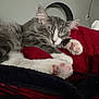 cat, kitten, sleeping, paws, pink_paw_pads, gray_and_white, blanket, red_blanket, cozy, indoor, fur, pet, cute, resting, close_up, animal, relaxing, soft, napping, domestic_cat