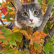 Rigby joined the competition — help win amazing prizes! cat, animal, autumn, fall, leaves, tree, outdoor, nature, feline, gray_cat, white_paw, curious, closeup, wildlife, seasonal, branch, green_leaves, orange_leaves, yellow_leaves, pet