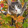 cat, animal, autumn, fall, leaves, tree, outdoor, nature, feline, gray_cat, white_paw, curious, closeup, wildlife, seasonal, branch, green_leaves, orange_leaves, yellow_leaves, pet