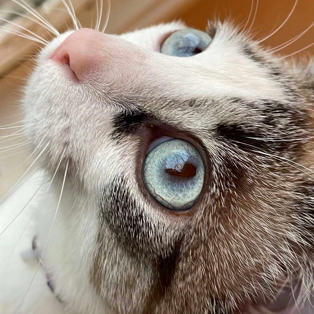 Hoodini joined the competition — help win amazing prizes! abyssinian, angora, animal, cat, electronics, hardware, hardwood, head, kitten, manx, person, pet, siamese, sleeping, snout, text, wood