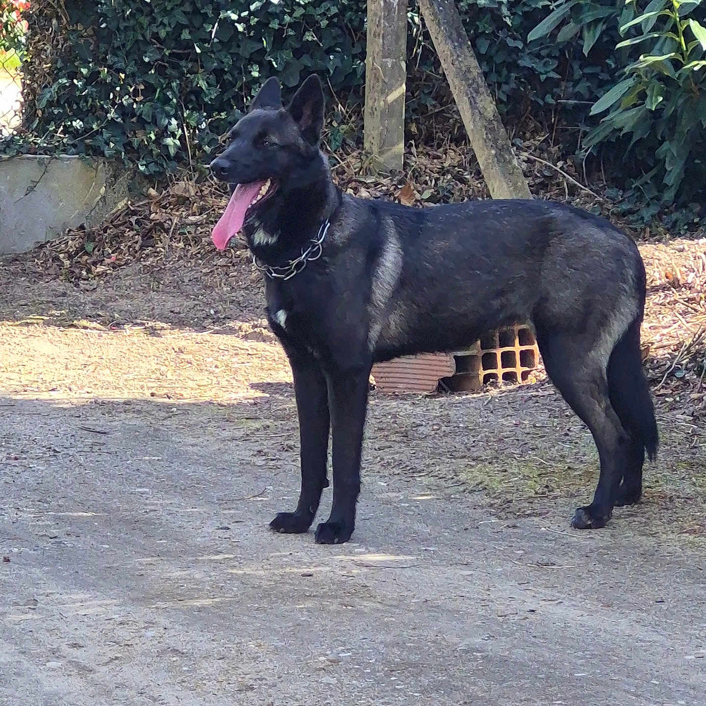 Ava