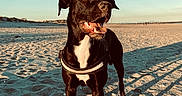 Sky a rejoint le concours — aidez-le/la à gagner de superbes lots ! animal, beach, black_dog, canine, collar, daylight, dog, happy, muzzle, nature, outdoor, pet, playful, sand, shadow, sky, smiling, summer, sunlight, walking