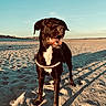 animal, beach, black_dog, canine, collar, daylight, dog, happy, muzzle, nature, outdoor, pet, playful, sand, shadow, sky, smiling, summer, sunlight, walking