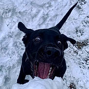 Sky participe au concours pour gagner de l'argent avec cette photo : action, animal, black_dog, dog, excited, footwear, fun, fur, ground, mouth_open, nature, outdoor, person, pet, playful, snow, snowball, tongue, wide_eyes, winter