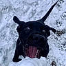 action, animal, black_dog, dog, excited, footwear, fun, fur, ground, mouth_open, nature, outdoor, person, pet, playful, snow, snowball, tongue, wide_eyes, winter
