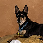 Bandit is registered to the contest to win money with this photo: dog, pet, animal, collar, indoor, brown_wall, blanket, resting, ears, alert, canine, fur, muzzle, paw, laying, domestic_animal, companion, portrait, side_view, relaxed