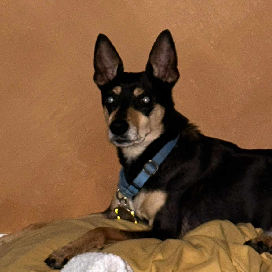 Bandit is registered to the contest to win money with this photo: alert, animal, blanket, brown_wall, canine, collar, companion, dog, domestic_animal, ears, fur, indoor, laying, muzzle, paw, pet, portrait, relaxed, resting, side_view