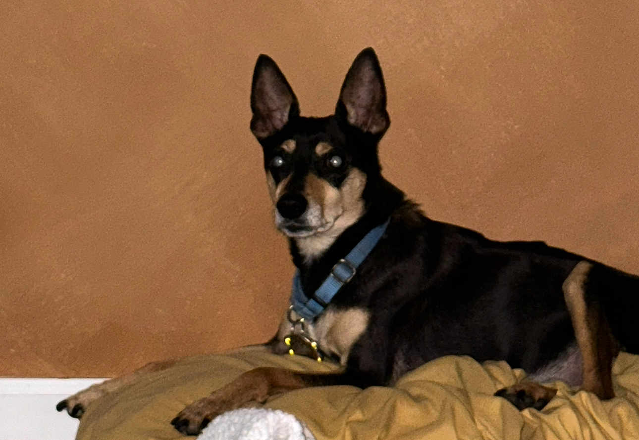 Bandit is registered to the contest to win money with this photo: dog, pet, animal, collar, indoor, brown_wall, blanket, resting, ears, alert, canine, fur, muzzle, paw, laying, domestic_animal, companion, portrait, side_view, relaxed
