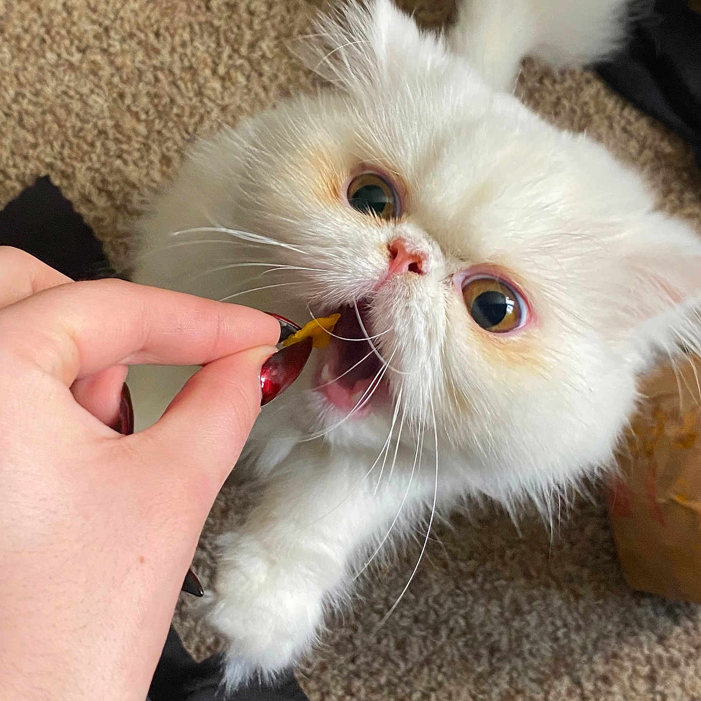 Fia joined the competition — help win amazing prizes! cat, white_cat, fluffy, pet, hand, nail_polish, treat, carpet, indoor, closeup, mouth_open, whiskers, eye_contact, cute, playful, feline, paw, fur, animal, attention