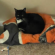 Boo Boo joined the competition — help win amazing prizes! cat, black_cat, pet_bed, orange, gray, carpet, toy, indoor, feline, animal, whiskers, ears, green_eyes, resting, cozy, home, wall, electrical_outlet, domestic, cute