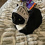 Boo Boo joined the competition — help win amazing prizes! cat, black_and_white, costume, knight_helmet, plush_blanket, indoor, pet, animal, fur, whiskers, bedroom, purple, soft_texture, relaxed, cute, playful, resting, domestic_cat, headgear, closeup