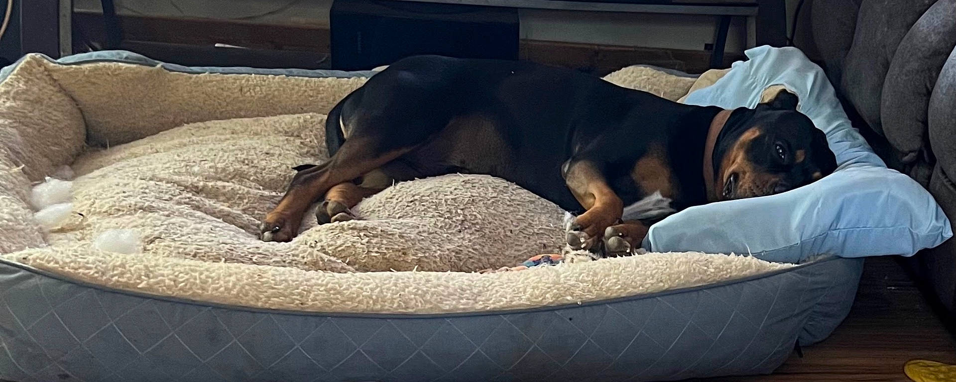 Duke joined the competition — help win amazing prizes! animal, bed, black_and_tan, canine, comfort, couch, cozy, dog, domestic, furniture, house, indoor, living_room, pet, pillow, plush, relaxed, resting, sleeping, wood_floor