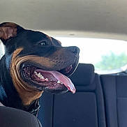 Duke joined the competition — help win amazing prizes! dog, pet, car_interior, backseat, tongue_out, happy, canine, animal, black_and_brown, seat, window, collar, domestic_animal, looking_out, side_view, transportation, vehicle, smiling, closeup, indoor