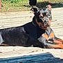 Duke joined the competition — help win amazing prizes! dog, outdoor, deck, wood, pet, animal, relaxed, lying_down, black_and_tan, ears, face, canine, sunlight, grass, fence, nature, daytime, watchful, quiet, backyard