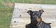 Duke joined the competition — help win amazing prizes! dog, outdoor, sunlight, wooden_deck, grass, fence, leaf, pet, animal, canine, collar, relaxed, shadow, nature, daylight, quiet, resting, summer, brown, black