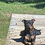 dog, outdoor, sunlight, wooden_deck, grass, fence, leaf, pet, animal, canine, collar, relaxed, shadow, nature, daylight, quiet, resting, summer, brown, black
