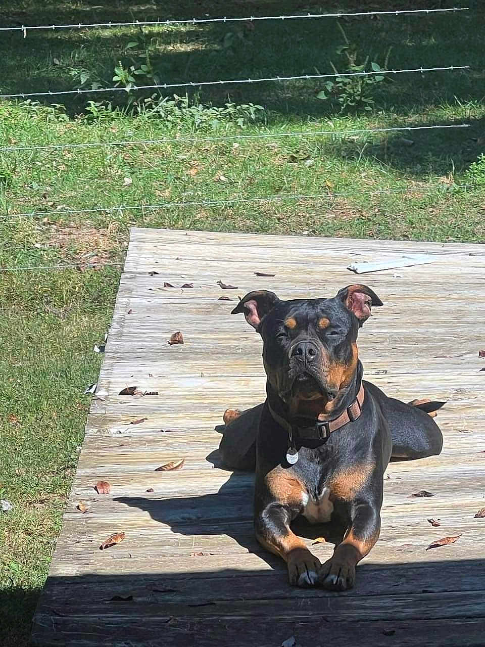 Duke