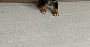 Kyko participe au concours pour gagner de l'argent avec cette photo : blue_eyes, brown_and_black_coat, carpet, cute, dog, doorway, floor, floor_transition, hardwood_floor, indoor, looking_at_camera, paws, pet, playful, portrait, puppy, puppy_face, small_dog, wall, young