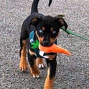 Kyko participe au concours pour gagner de l'argent avec cette photo : adorable, animal, black, blue_eyes, brown, canine, carrot, cute, dog, harness, leash, outdoor, pavement, pet, playful, puppy, small, toy, walking, young