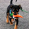 adorable, animal, black, blue_eyes, brown, canine, carrot, cute, dog, harness, leash, outdoor, pavement, pet, playful, puppy, small, toy, walking, young