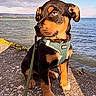 Kyko participe au concours pour gagner de l'argent avec cette photo : animal, blue_eyes, calm, close_up, clouds, daylight, dog, harness, leash, nature, outdoor, pet, puppy, rocky_shore, sea, sitting, sky, sunlight, water, young_dog